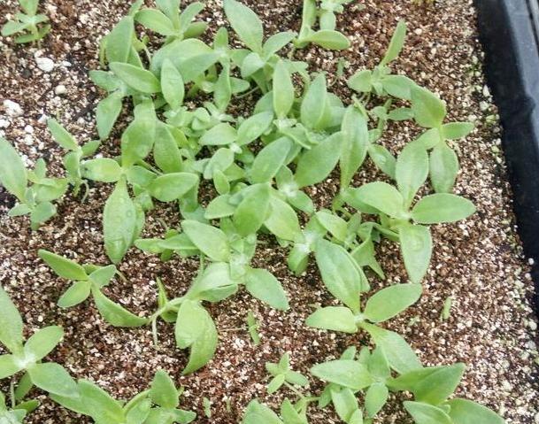 此种植物叶表长