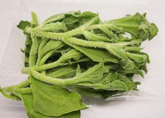 此种植物叶表长