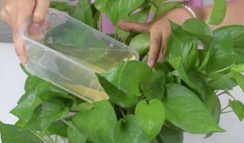 学会5个养花小妙招，一分不花就能让花草长得好，既省钱又环保