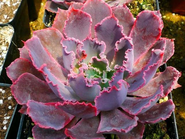 看到它们后,才发现多肉界有这么多“舞蹈家”,养护好轻盈飘逸