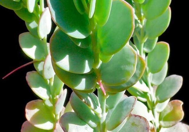 看到它们后,才发现多肉界有这么多“舞蹈家”,养护好轻盈飘逸