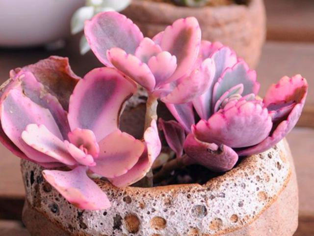 看到它们后,才发现多肉界有这么多“舞蹈家”,养护好轻盈飘逸