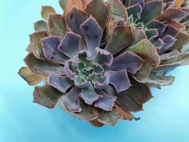 看到它们后,才发现多肉界有这么多“舞蹈家”,养护好轻盈飘逸