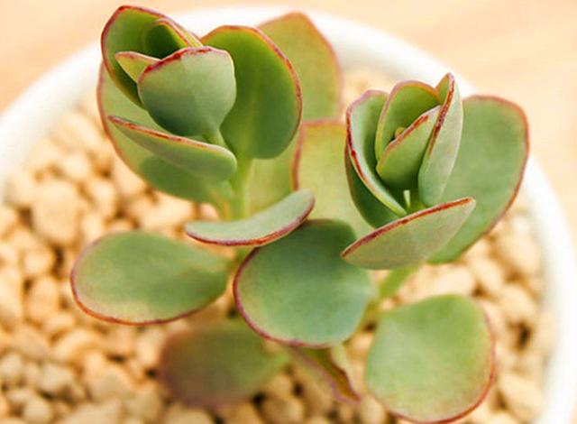 看到它们后,才发现多肉界有这么多“舞蹈家”,养护好轻盈飘逸