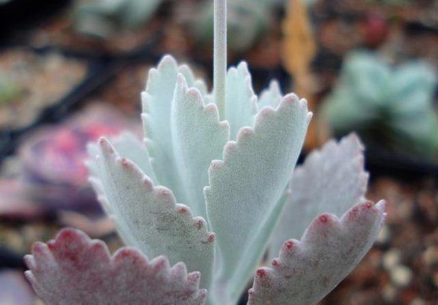 看到它们后,才发现多肉界有这么多“舞蹈家”,养护好轻盈飘逸