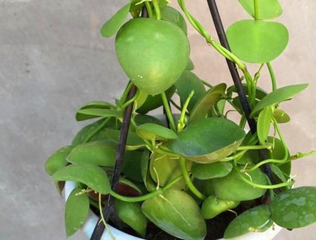 此种多肉的叶子像青蛙鼓起的肚皮，养护用对方法，奇特可爱