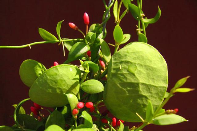 此种多肉的叶子像青蛙鼓起的肚皮，养护用对方法，奇特可爱