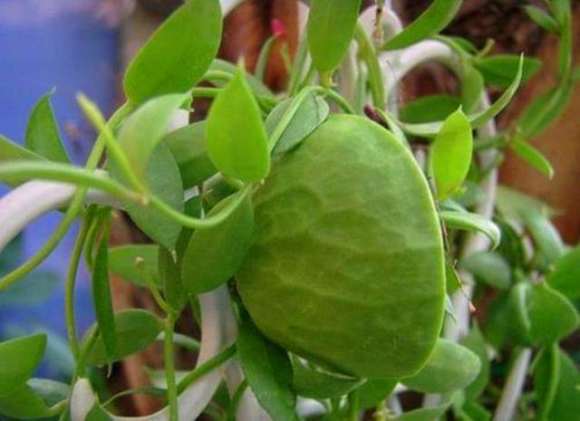 此种多肉的叶子像青蛙鼓起的肚皮，养护用对方法，奇特可爱