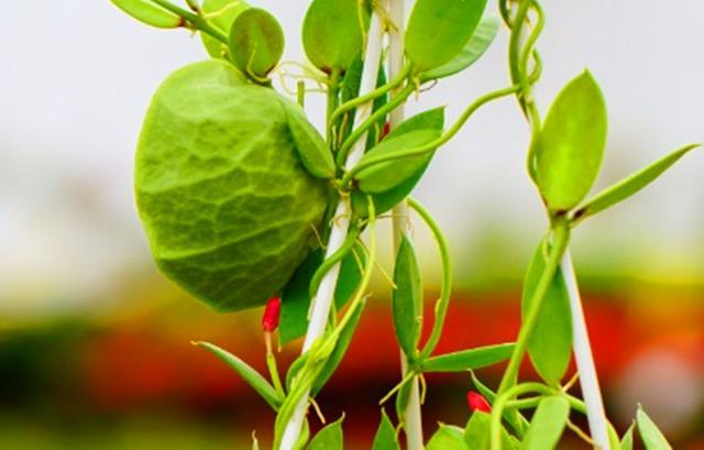 此种多肉的叶子像青蛙鼓起的肚皮，养护用对方法，奇特可爱