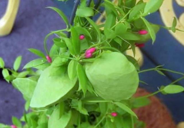 此种多肉的叶子像青蛙鼓起的肚皮，养护用对方法，奇特可爱