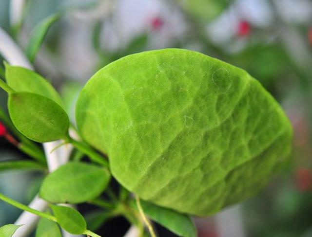 此种多肉的叶子像青蛙鼓起的肚皮，养护用对方法，奇特可爱