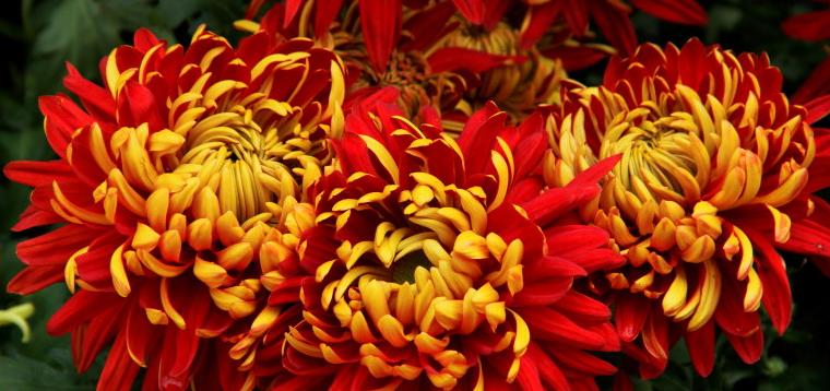 喜欢在家中养护花卉，就可以养护花色绚丽，热情奔放，喜庆的花卉