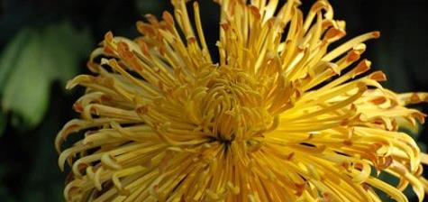 喜欢在家中养护花卉，就可以养护花色绚丽，热情奔放，喜庆的花卉