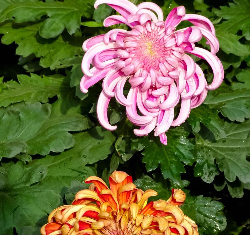 喜欢在家中养护花卉，就可以养护花色绚丽，热情奔放，喜庆的花卉