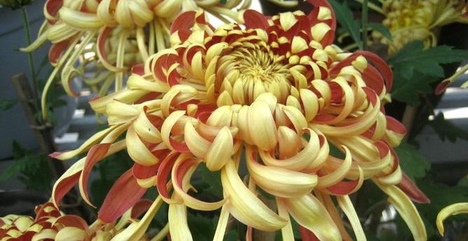 喜欢在家中养护花卉，就可以养护花色绚丽，热情奔放，喜庆的花卉