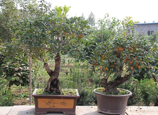 秋天桂花飘香,养护从春天开始忙,根茎健壮有劲开花