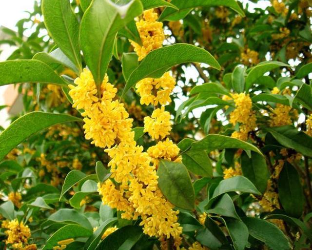 秋天桂花飘香,养护从春天开始忙,根茎健壮有劲开花