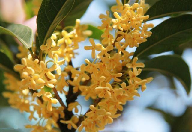 秋天桂花飘香,养护从春天开始忙,根茎健壮有劲开花