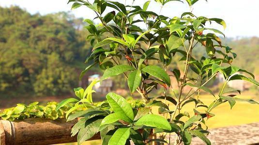秋天桂花飘香,养护从春天开始忙,根茎健壮有劲开花