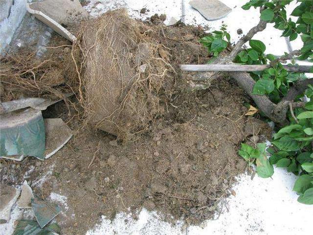 秋天桂花飘香,养护从春天开始忙,根茎健壮有劲开花