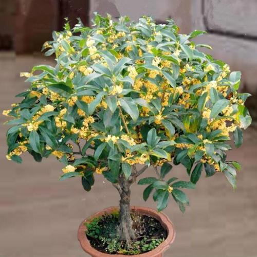 秋天桂花飘香,养护从春天开始忙,根茎健壮有劲开花