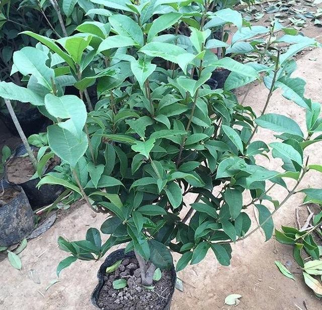 秋天桂花飘香,养护从春天开始忙,根茎健壮有劲开花