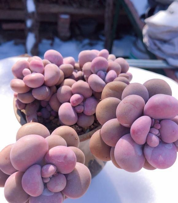 最“胖”的2款多肉，胖到像熊掌，养护超简单，赶紧养一盆