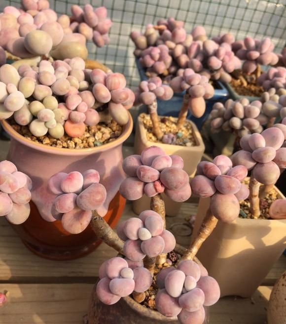 最“胖”的2款多肉，胖到像熊掌，养护超简单，赶紧养一盆