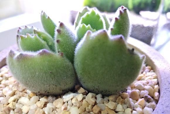 最“胖”的2款多肉，胖到像熊掌，养护超简单，赶紧养一盆