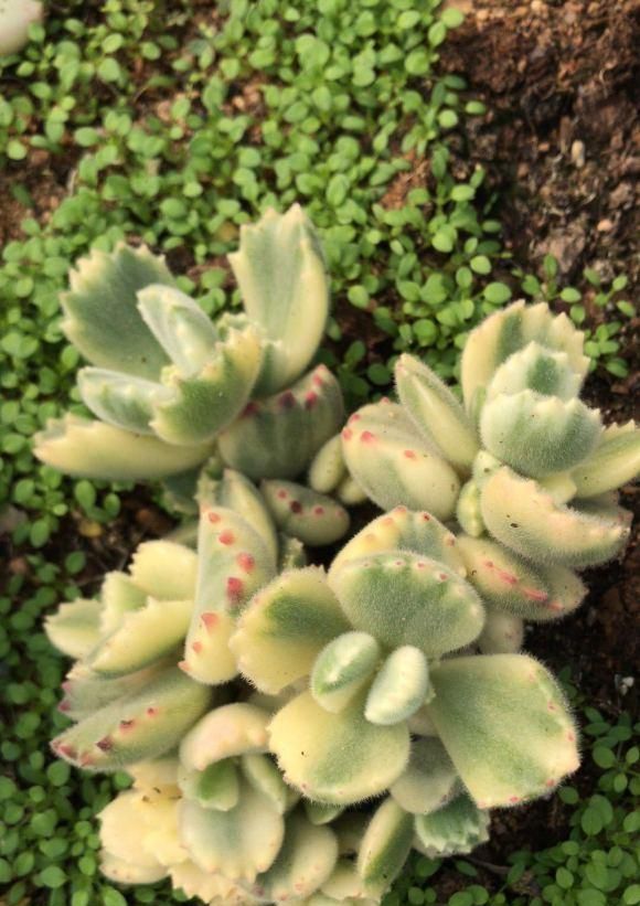 最“胖”的2款多肉，胖到像熊掌，养护超简单，赶紧养一盆