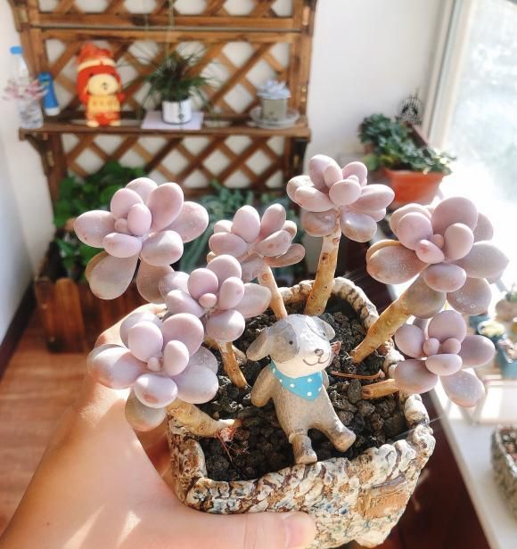 最“胖”的2款多肉，胖到像熊掌，养护超简单，赶紧养一盆