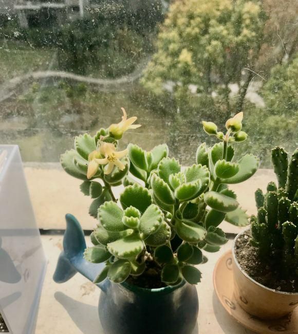 最“胖”的2款多肉，胖到像熊掌，养护超简单，赶紧养一盆