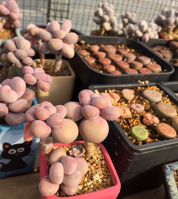 最“胖”的2款多肉，胖到像熊掌，养护超简单，赶紧养一盆