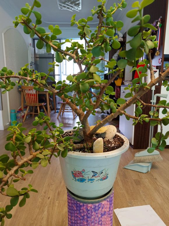 金枝玉叶“塑性”教学,前期学会养护,后期学会修剪,观赏性才高