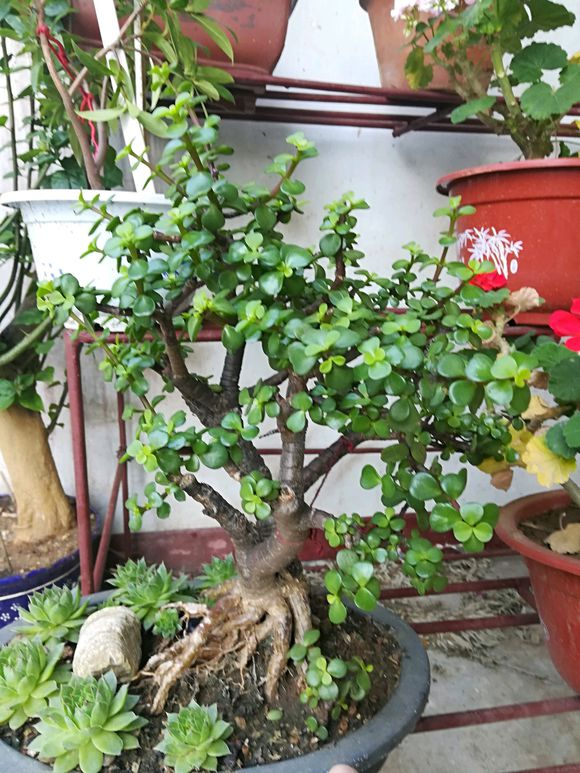 金枝玉叶“塑性”教学,前期学会养护,后期学会修剪,观赏性才高