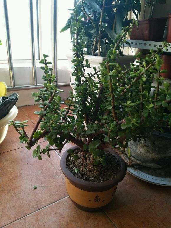 金枝玉叶“塑性”教学,前期学会养护,后期学会修剪,观赏性才高