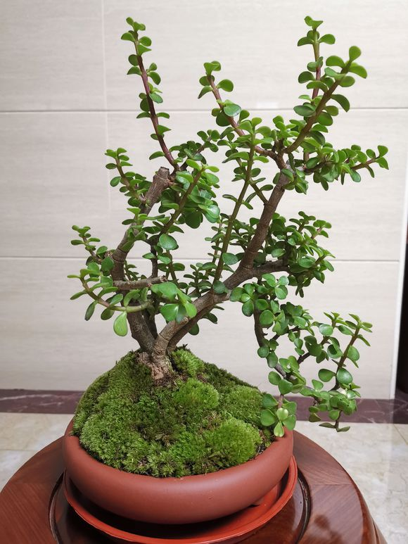 金枝玉叶“塑性”教学,前期学会养护,后期学会修剪,观赏性才高