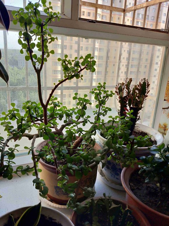 金枝玉叶“塑性”教学,前期学会养护,后期学会修剪,观赏性才高