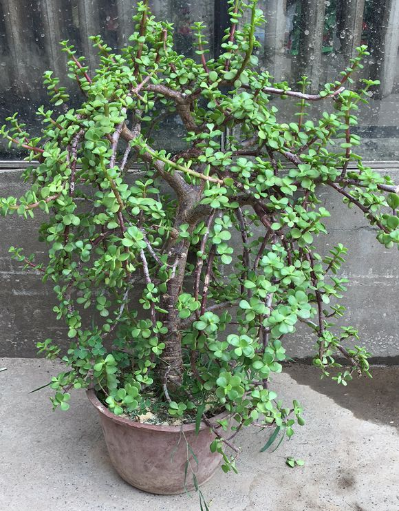 金枝玉叶“塑性”教学,前期学会养护,后期学会修剪,观赏性才高