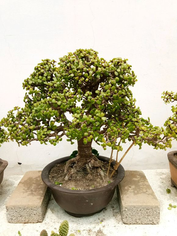 金枝玉叶“塑性”教学,前期学会养护,后期学会修剪,观赏性才高