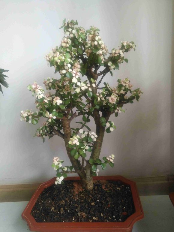 金枝玉叶“塑性”教学,前期学会养护,后期学会修剪,观赏性才高