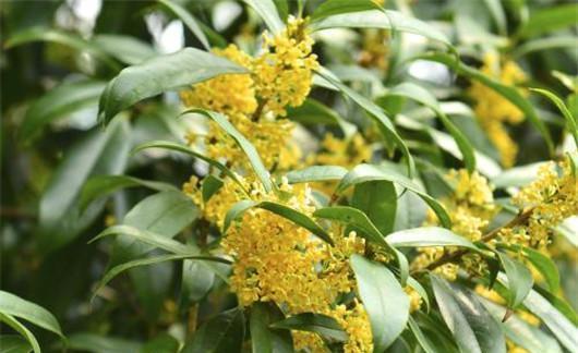 新手想养桂花,收下这几个养护技巧,花朵密集,香飘四溢