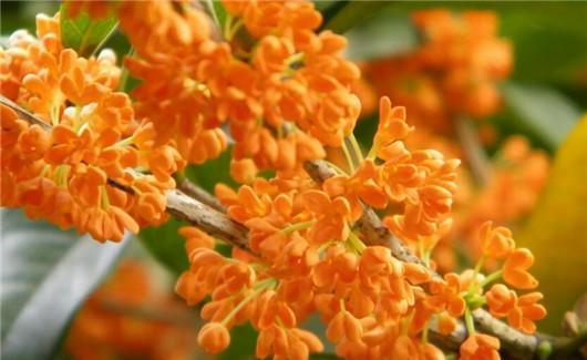 新手想养桂花,收下这几个养护技巧,花朵密集,香飘四溢