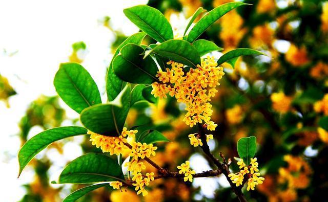 新手想养桂花,收下这几个养护技巧,花朵密集,香飘四溢