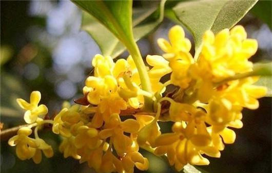 新手想养桂花,收下这几个养护技巧,花朵密集,香飘四溢