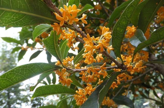 新手想养桂花,收下这几个养护技巧,花朵密集,香飘四溢