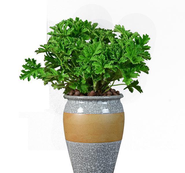 多肉盆景香叶天竺葵栽培与养护技术