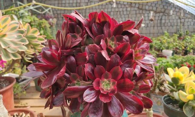 多肉法师的“日常养护”,做好这些事,不黑腐化水,个个霸气十足