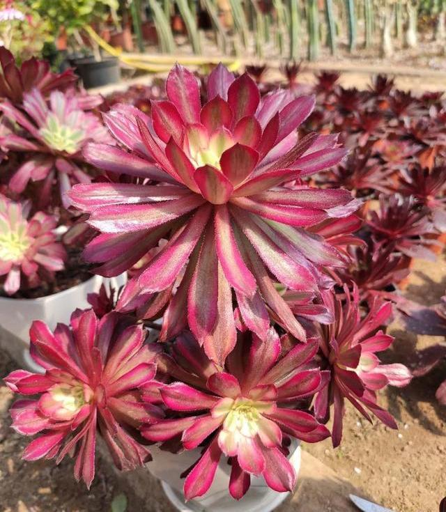 多肉法师的“日常养护”,做好这些事,不黑腐化水,个个霸气十足