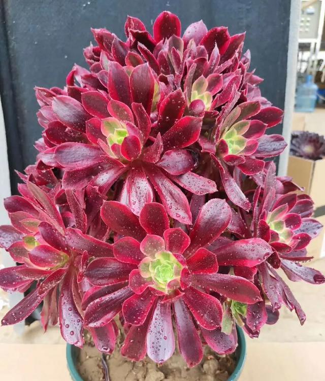 多肉法师的“日常养护”,做好这些事,不黑腐化水,个个霸气十足